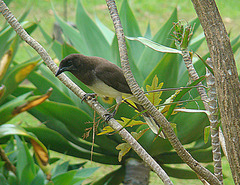 Brown Jay photo 4