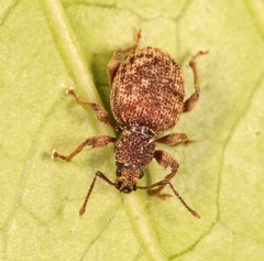 Otiorhynchus crataegi