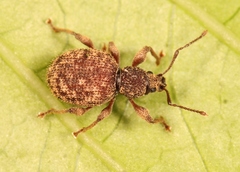 Otiorhynchus crataegi