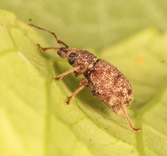 Otiorhynchus crataegi