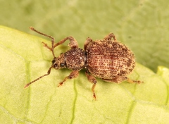 Otiorhynchus crataegi