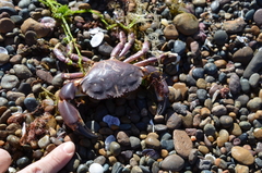 Danielethus crenulatus