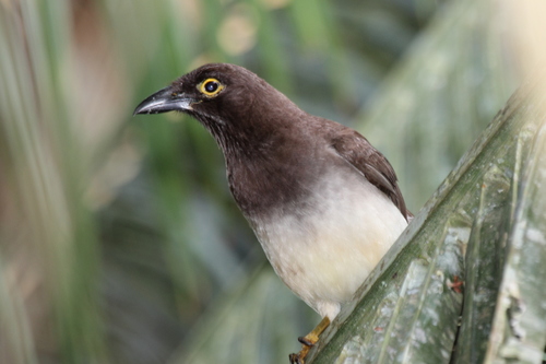 Brown Jay