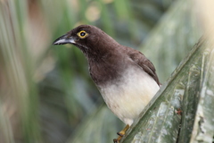 Brown Jay photo 2