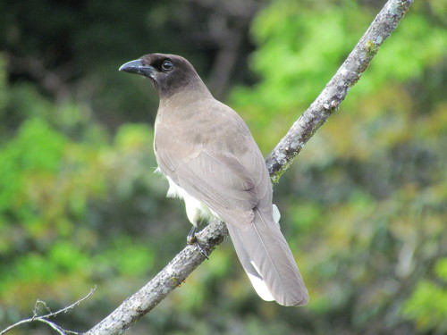 Brown Jay