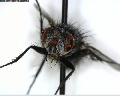 iNaturalist observation photo of Flies
