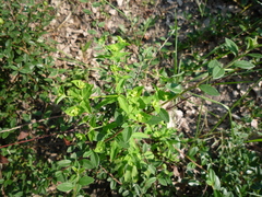 Euphorbia angulata
