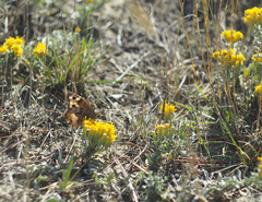 Hipparchia pellucida