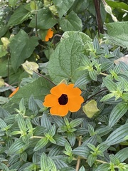 Thunbergia alata image