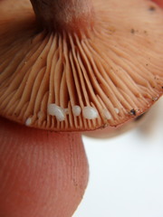 Lactarius tabidus