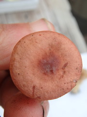 Lactarius tabidus