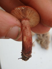 Lactarius tabidus