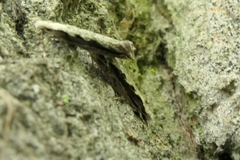 Erechthias fulguritella