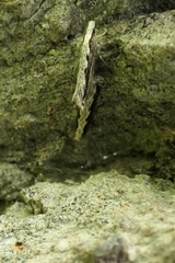 Erechthias fulguritella