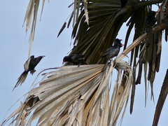 Piapiac photo 5