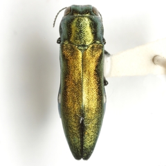 Agrilus sapindi