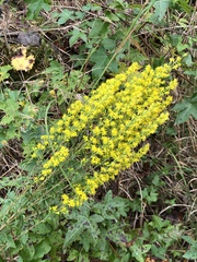 Solidago puberula pulverulenta