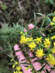 Solidago puberula pulverulenta
