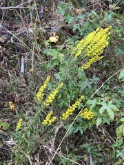 Solidago puberula pulverulenta