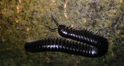 White-legged Snake Millipede, Barley Mow Road, Englefield Green, Egham TW20 0NX, UK, photo 8 of 10
