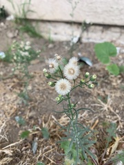 Erigeron bonariensis