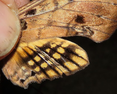 Adhemarius tigrina