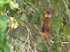 Pachyramphus homochrous