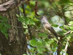 Myiarchus phaeocephalus