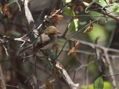 Euscarthmus fulviceps