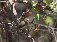 Euscarthmus fulviceps