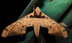 Adhemarius tigrina