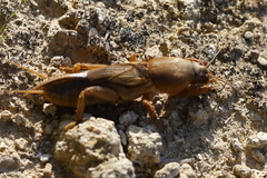 Gryllotalpa vineae