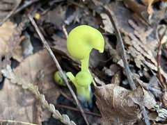 Entoloma incanum