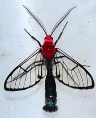 Argyroeides augiades
