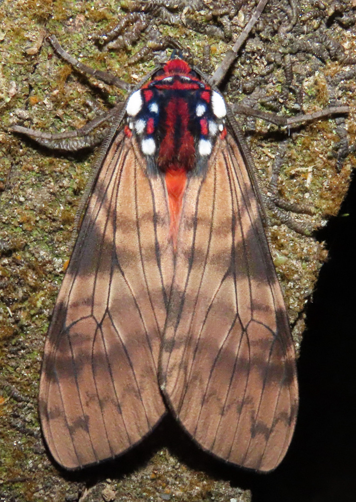 Praeamastus albipuncta