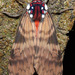 Praeamastus albipuncta - Photo (c) Rich Hoyer, algunos derechos reservados (CC BY-NC-SA), subido por Rich Hoyer