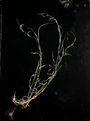 Urochloa plantaginea