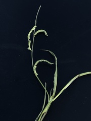 Urochloa plantaginea