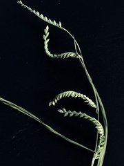 Urochloa plantaginea