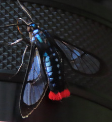 Phoenicoprocta vacillans