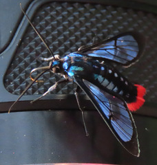 Phoenicoprocta vacillans