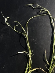 Urochloa plantaginea