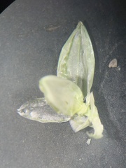 Urochloa plantaginea