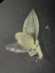 Urochloa plantaginea