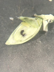 Urochloa plantaginea