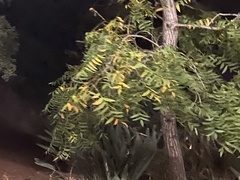Juglans californica
