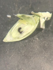 Urochloa plantaginea