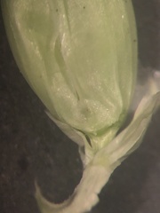 Urochloa plantaginea