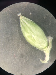 Urochloa plantaginea