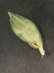 Urochloa plantaginea